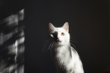 White cat lit by the sun.