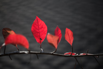 Colorful tree leaves changing color for Auyumn,fall season in oc