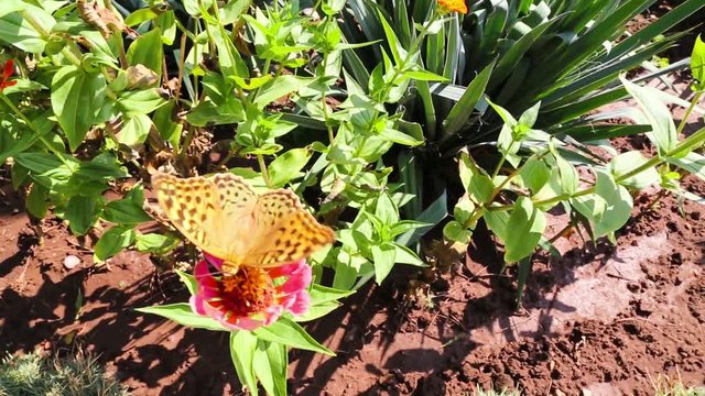 Sch&ouml;ne Schmetterling sammelt Nektar auf der Zinnien Blume.