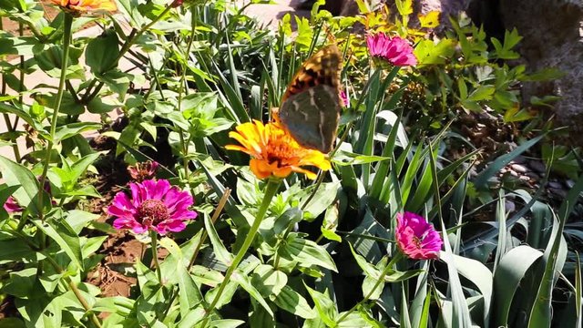 Sch&ouml;ne Schmetterling sammelt Nektar auf der Zinnien Blume.