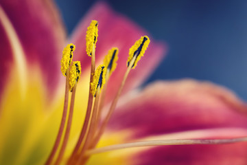 Close up of a red lily