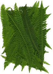 RippenfarnTextur