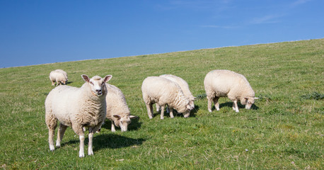 white sheep graze on the dike