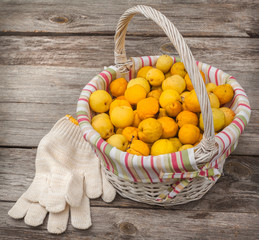 Harvest Japanese quince  on a wooden table