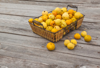 Harvest Japanese quince  on a wooden table