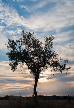 Lonely olive tree at sunset against clouds and blue sky