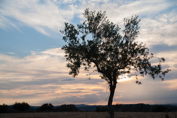 Fototapeta na wymiar Lonely olive tree at sunset against clouds and blue sky