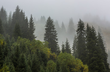 fog on the mountain slopes with fir trees, autumn, spring