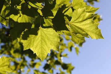 green maple leaves agianst sunlight