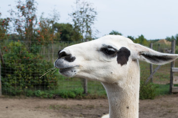 Lama - Ameryka Południowa © Senatorek