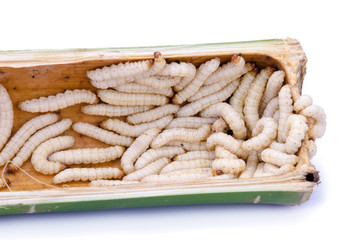 Chrysalis from bamboo isolated on white background