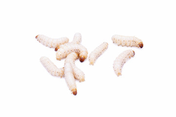 Chrysalis from bamboo isolated on white background