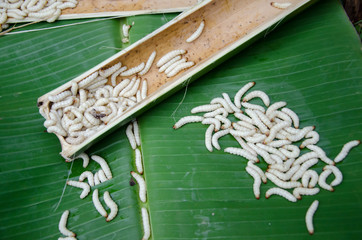 Chrysalis from bamboo