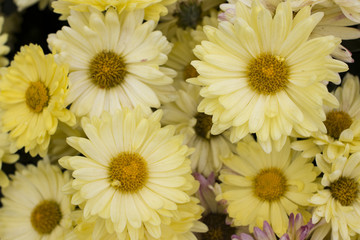 Yellow Daisy flowers in the garden. Panorama. Macro.