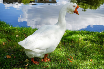Goose at the shore of the pond