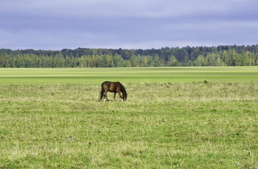 Horse grazing in the field. 
