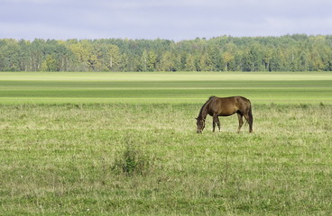 Horse grazing in the field. 