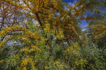 Sanddorn, Sanddornstrauch