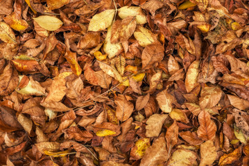 The yellow leaves.