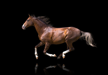 Fototapeta na wymiar Red galloping horse isolated on black background