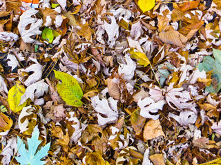 Background with dry leaves. Autumn, fall