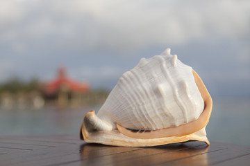 Fototapeta na wymiar Caribbean Conch Shell