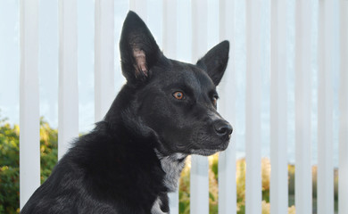 Dog on Seaside Porch
