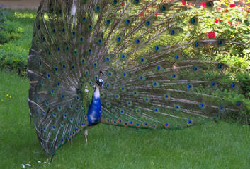 Obraz premium Okazałość