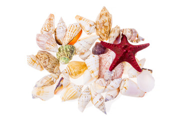 Set of various colorful seashells