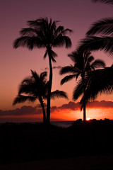 Obraz premium Palm trees silhouetted against a purple and orange sky at sunset