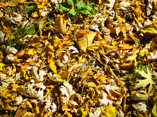 Background with dry leaves. Autumn, fall