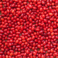 Fresh dogwood berries