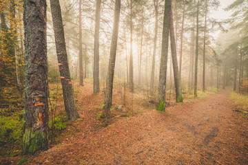 Foggy morning sun light forest