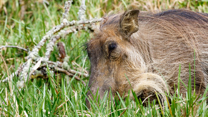 Naklejka na ściany i meble Close Up of Phacochoerus africanus The Common warthog