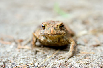 Wild frog closeup