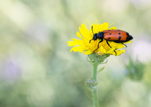 Macrophotographie d'un insecte: Mylabris quadripunctata