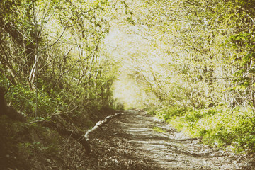 View through the trees on a country walk