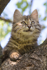 Obraz premium Chaton