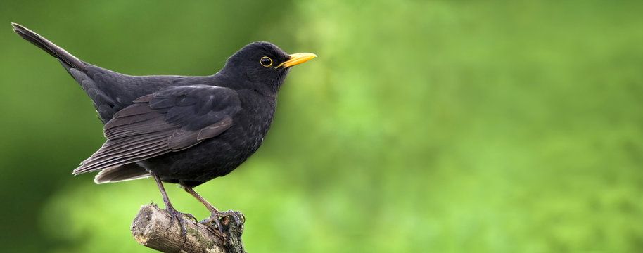 Website banner of a beautiful blackbird as sitting on a branch 