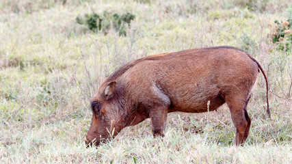 Jusy Eat The Phacochoerus africanus  The common warthog