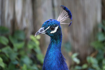 Obraz premium Peacock head shot