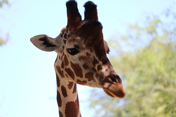 Giriaffe portrait