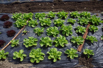 plantation de salades