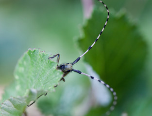 Macrophotographie d'un insecte: Saperde à pilosité verdâtre (Agapanthia villosoviridescens) 