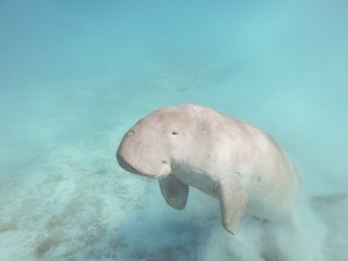 Obraz premium Dugong dugon. The sea cow.