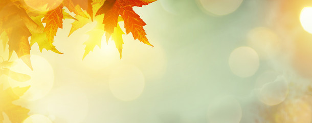 Naklejka premium abstrakcjonistyczna natury jesień Tło z żółtymi liśćmi