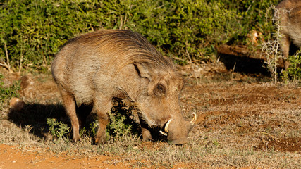 Looks Like an Dog Phacochoerus africanus  The common warthog