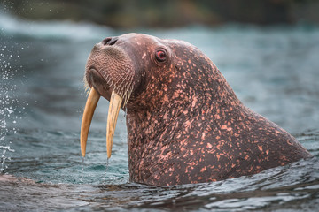 walrus with red eyes