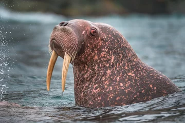 Fotobehang Walrus walrus met rode ogen