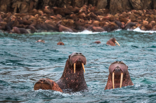 swimming warlus